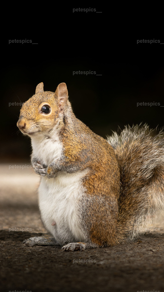 IMG_9755-1 | petespics