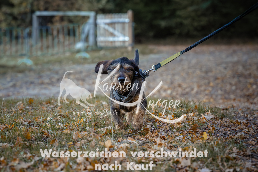 0848_ZZ96035 | kk-dogfotos