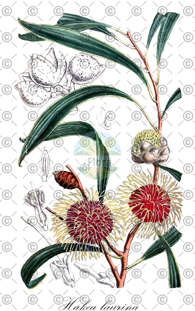 HistAbb_4SN2_2_ENZY_Simple | Historische Abbildung von Hakea laurina - Proteaceae | Historical Illustration of Hakea laurina - Proteaceae