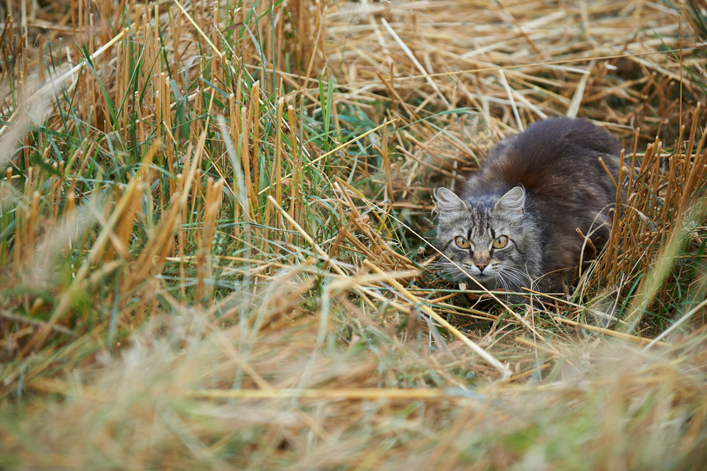 Katze im Getreidefeld | Schrems, Austria - August 04, 2013: Eine Katze im Getreidefeld. - Realisiert mit Pictrs.com