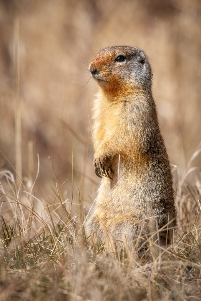 Erdhörnchen | christophschaarschmidt - Realisiert mit Pictrs.com
