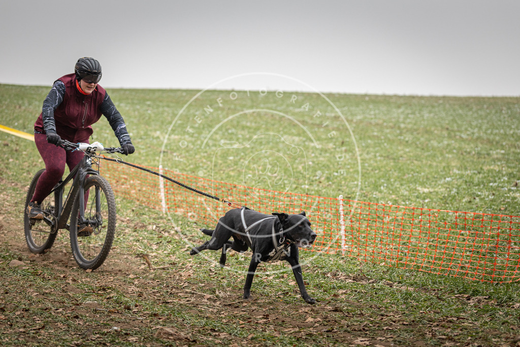 Pfotenfotografie_DV3A2926 | Hundefotografie, Tierfotograf, Pfotenfotografie, Fotoshooting Hund, Hunde Portrait, Hundesport, Hundeportraits, Heideshooting, Hunde, Sportfotograf, Hundefotograf, Turnierhundsport, THS,  - Realisiert mit Pictrs.com