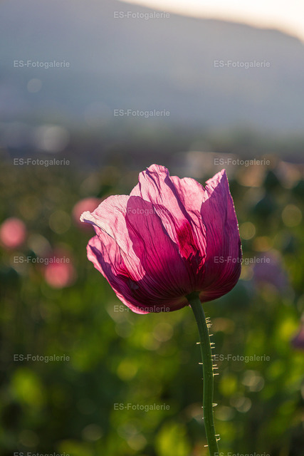 Mohnblumen