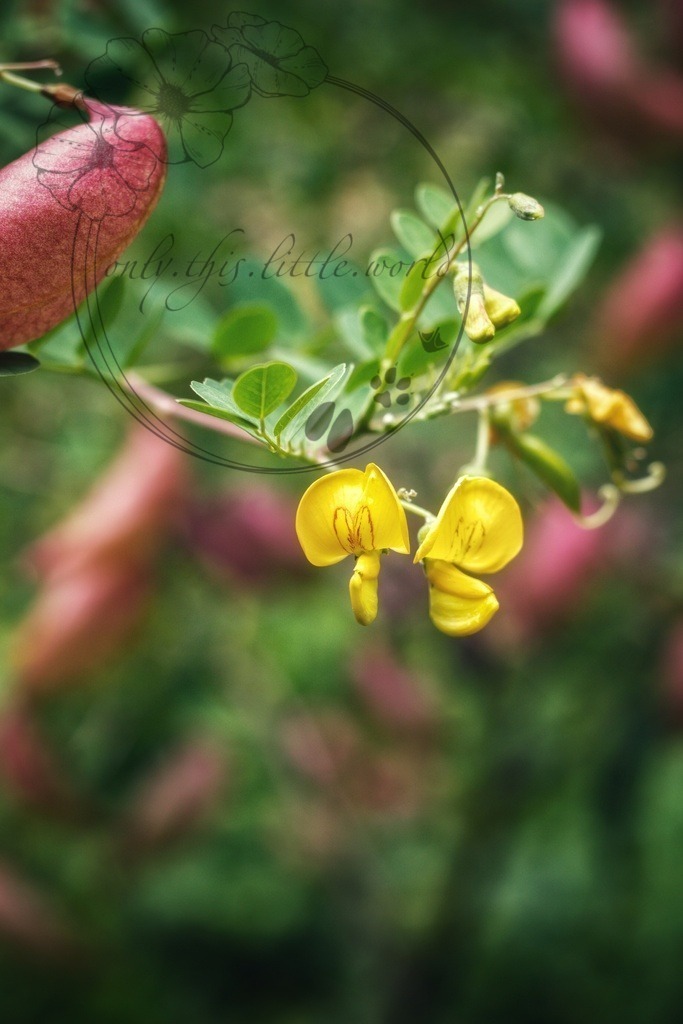 IMG_4132-01 | only.this.little.world - Realisiert mit Pictrs.com