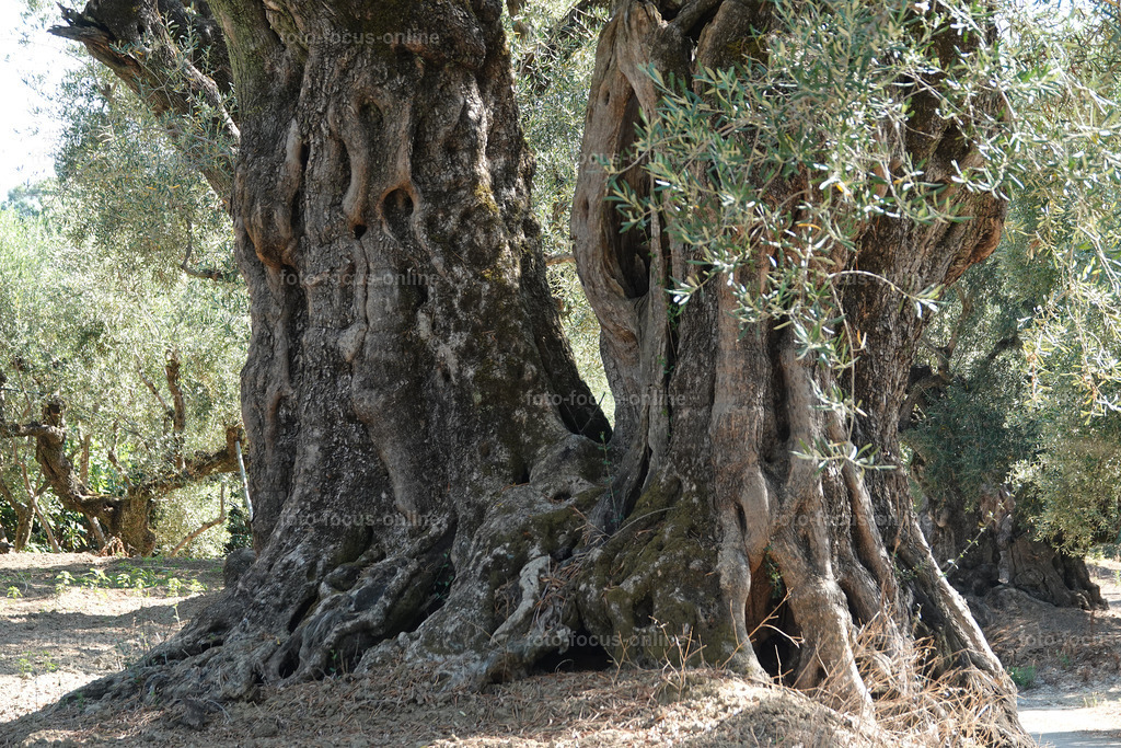 Stories of the Ancient Olive Trees | Ancient Olive Trees