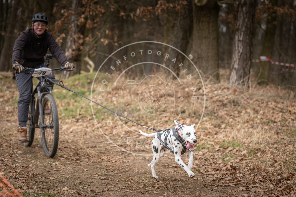 Pfotenfotografie_DV3A1967 | Hundefotografie, Tierfotograf, Pfotenfotografie, Fotoshooting Hund, Hunde Portrait, Hundesport, Hundeportraits, Heideshooting, Hunde, Sportfotograf, Hundefotograf, Turnierhundsport, THS,  - Realisiert mit Pictrs.com