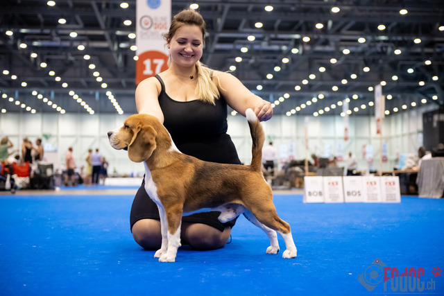 World Dog Show Donnerstag | World Dog Show 2023 Donnerstag im Palexpo in Genf 24.08.2023 Foto: Leo Wyden