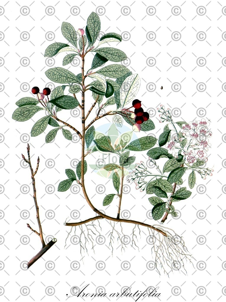 HistAbb_wfo-0000276540_1_ENZY_Simple | Historische Abbildung von Aronia arbutifolia - Rosaceae (Filzige Apfelbeere) | Historical Illustration of Aronia arbutifolia - Rosaceae (red chokeberry)