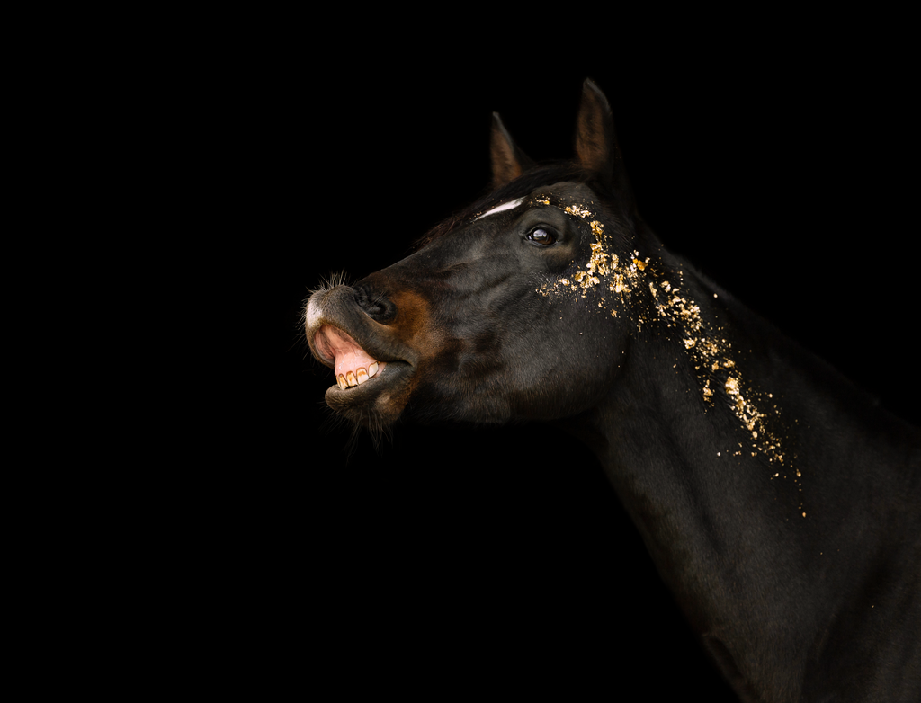 IMG_1132_1 | Emotionale Pferde- & People-Fotografie rund um Heidelberg, Leimen & Umgebung. Natürliche Fotos von Pferd, Mensch & Familie. Jetzt Termin sichern!