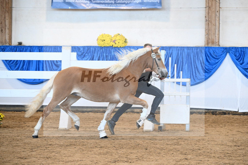 Kat-Nr. 25 Bandit v. Barios_Haflingergestuet Meura_48250511 | hf-fotografie - Realisiert mit Pictrs.com