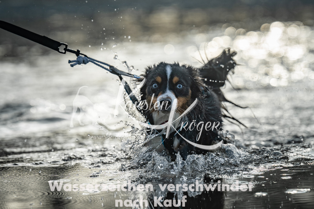 0823_ZZ96867 | kk-dogfotos