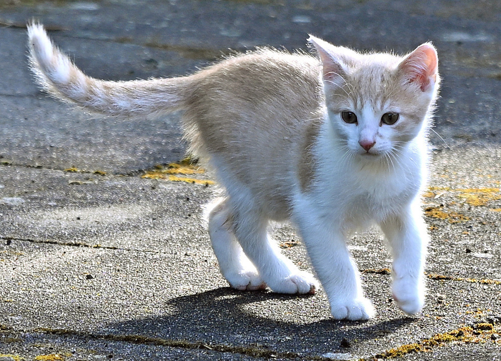 Katzen08 | lucisnaturbilder - Realisiert mit Pictrs.com