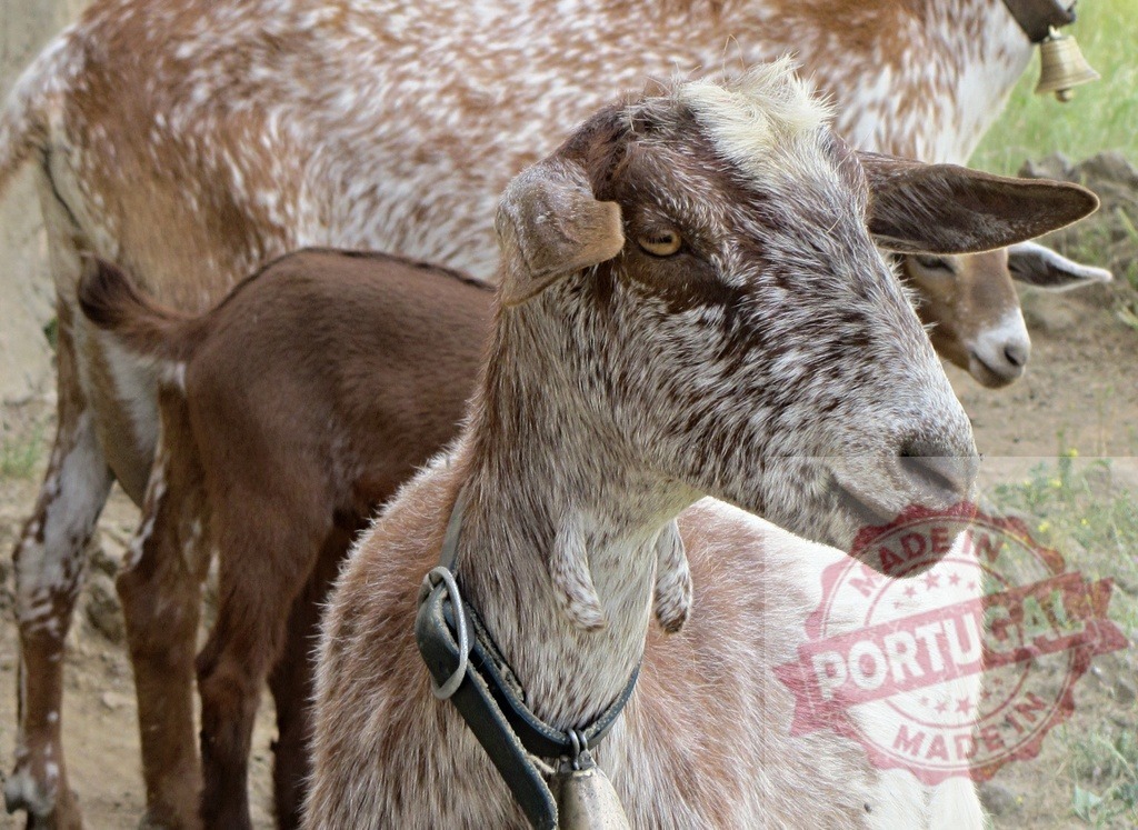 Domestic goat standing outdoors with other farm animals | Domestic goat with spotted fur and a collar bell standing with a group of goats on a farm - Realized with Pictrs.com