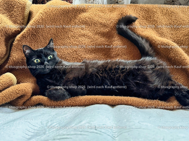 Garfield 101 | titusgraphy.eu präsentiert anspruchsvolle Katzenfotos in verschiedenen Variationen.  - Realisiert mit Pictrs.com