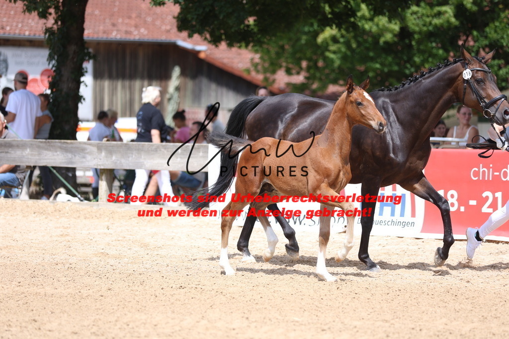 Fohlenschau_Schwäbisch_Hall_dressurbetonte_Fohlen_KN 16_4 | lmwpictures - Realisiert mit Pictrs.com