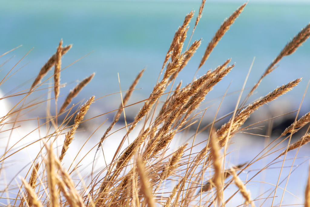 Leinwand: Maritime Leichtigkeit – Strandhafer im Küstenwind | Sanfte Farben und beruhigende Naturstrukturen – dieses Wandbild vermittelt die friedliche Atmosphäre eines Sommertages am Strand. Der Strandhafer im Vordergrund bringt eine natürliche Eleganz ins Motiv, während das Meer in der Unschärfe für eine sanfte Weite sorgt. Die warme Farbgebung und die ruhige Bildkomposition schaffen eine offene und entspannte Wirkung – ein Bild, das Leichtigkeit und Gelassenheit ausstrahlt. Ein Moment der Stille, eingefangen in Licht und Farbe – holen Sie sich die Ruhe des Sommers in Ihre Räume. - Realisiert mit Pictrs.com