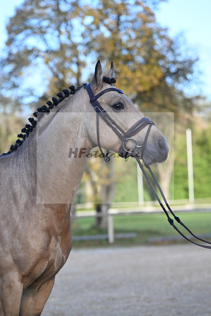 Kat-Nr. 11 Magnus HL v. Mescal_ZG Donau-Ries_43250918 | hf-fotografie - Realized with Pictrs.com