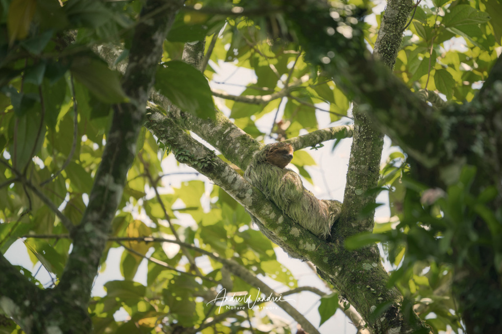 Träumer in den Baumkronen | Andre Wandrei - Nature Artworx - Realisiert mit Pictrs.com