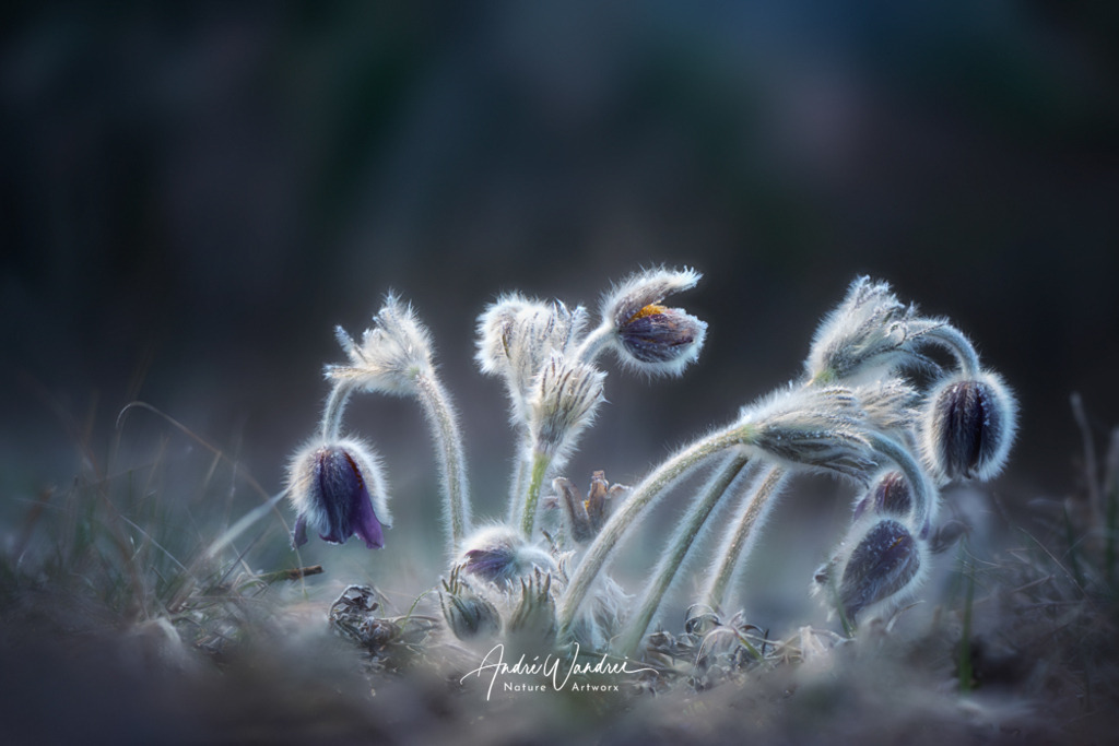 Kuhschelle (3) | Andre Wandrei - Nature Artworx - Realisiert mit Pictrs.com