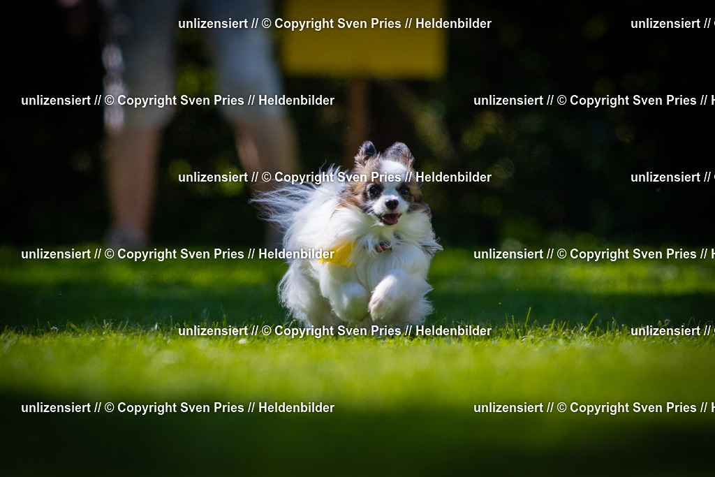 Sven Pries | 2025-08-10 - Hunderennen Durlach - Realisiert mit Pictrs.com