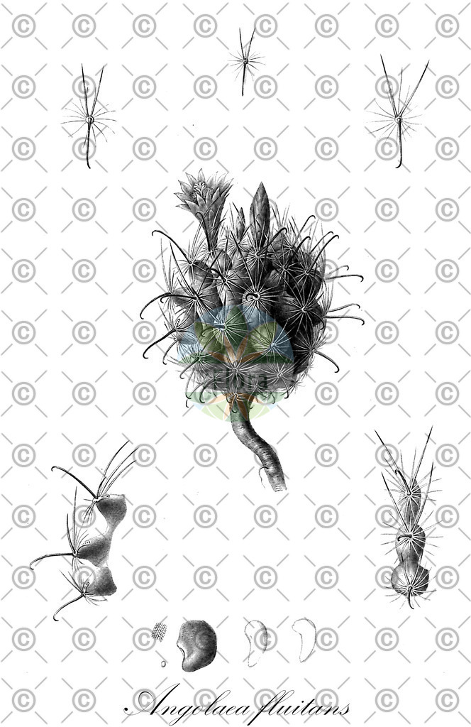 HistAbb_wfo-0000536542_106_ENZY_Simple | Historische Abbildung von Angolaea fluitans - Podostemaceae | Historical Illustration of Angolaea fluitans - Podostemaceae