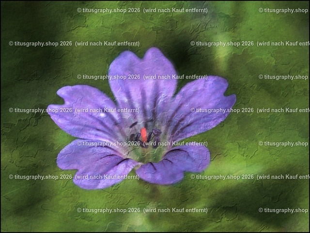 titusgraphy-P6080430_var-096 | Fotokunstarbeit aus der INSTAGRAM-Gallerie auf titusgraphy.eu - Realisiert mit Pictrs.com
