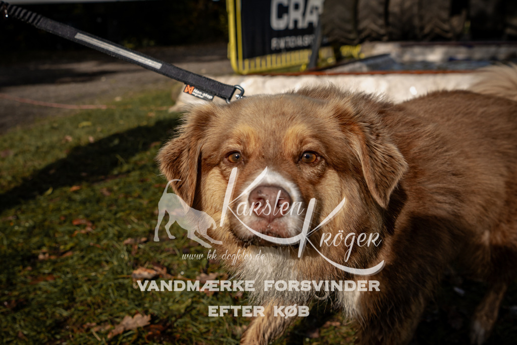 1311_ZZ92133 | kk-dogfotos