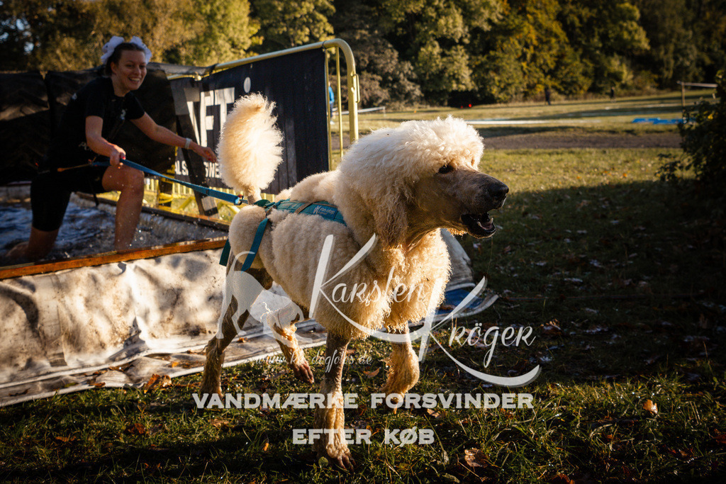 0922_ZZ90755 | kk-dogfotos