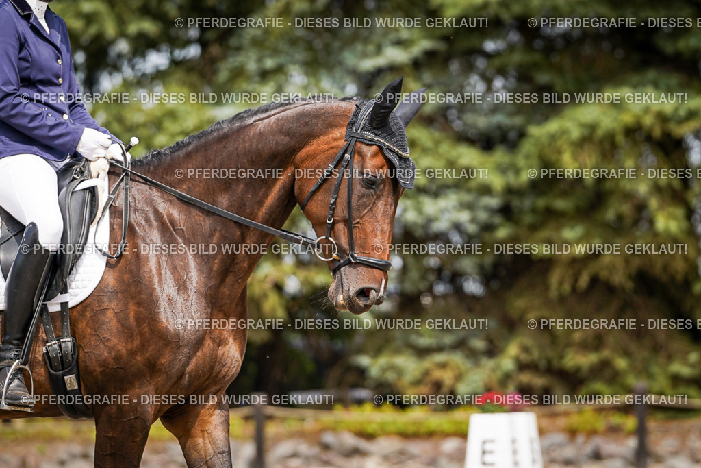 DSC03890 | Pferdegrafie