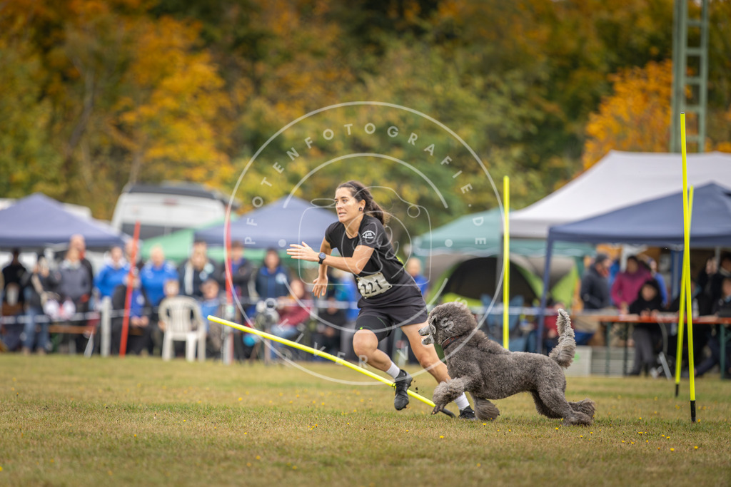 Pfotenfotografie_DV3A3745 | Hundefotografie, Tierfotograf, Pfotenfotografie, Fotoshooting Hund, Hunde Portrait, Hundesport, Hundeportraits, Heideshooting, Hunde, Sportfotograf, Hundefotograf, Turnierhundsport, THS,  - Realisiert mit Pictrs.com