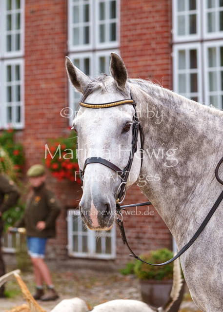 Jagd Knoop 26_MarinaHewigMCH02716 | Fotografie, FotoArt, PferdesportArt, Pferdesportfotografie, Landschaftsfotografie, Reisefotografie, Reise, Pferde - Realisiert mit Pictrs.com