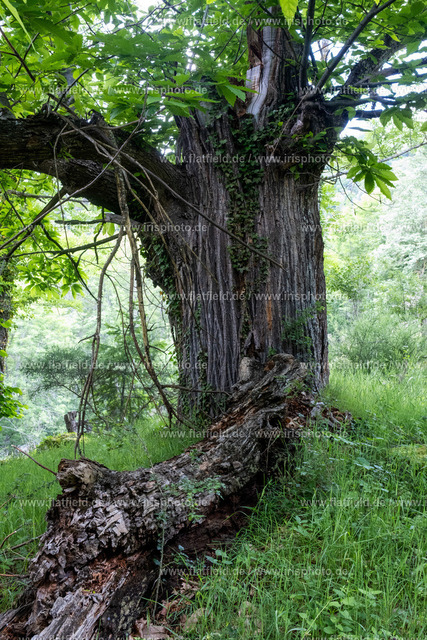 Alte Kastanie | Naturfoto - Gesehen in der Ardeche