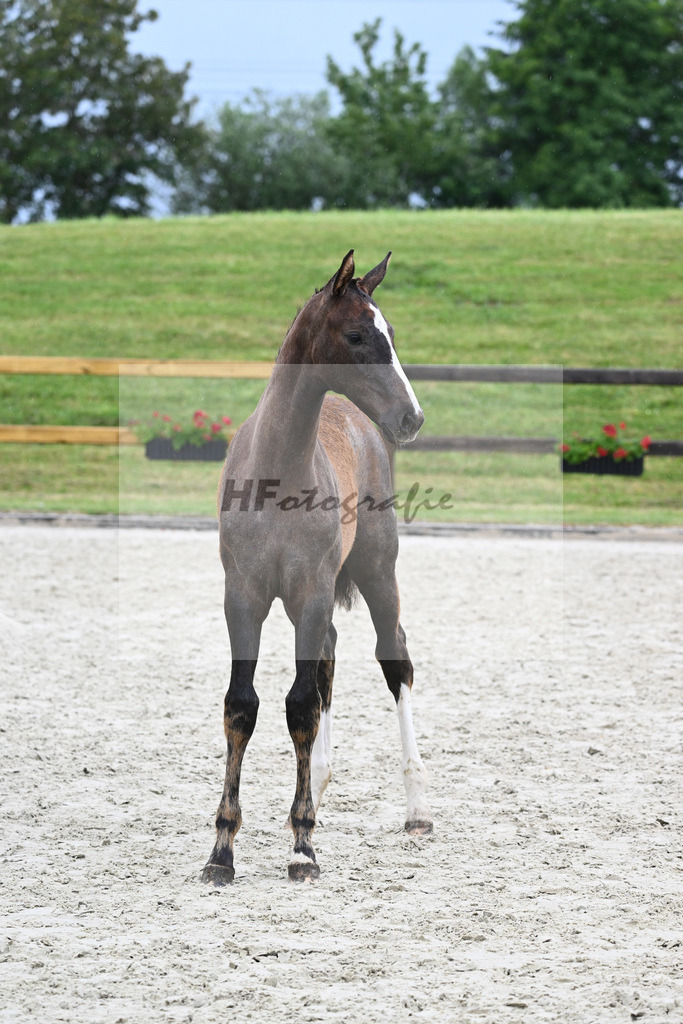 Kat-Nr. 42 SF Benicio_Rudolph_17231545 | hf-fotografie - Realisiert mit Pictrs.com