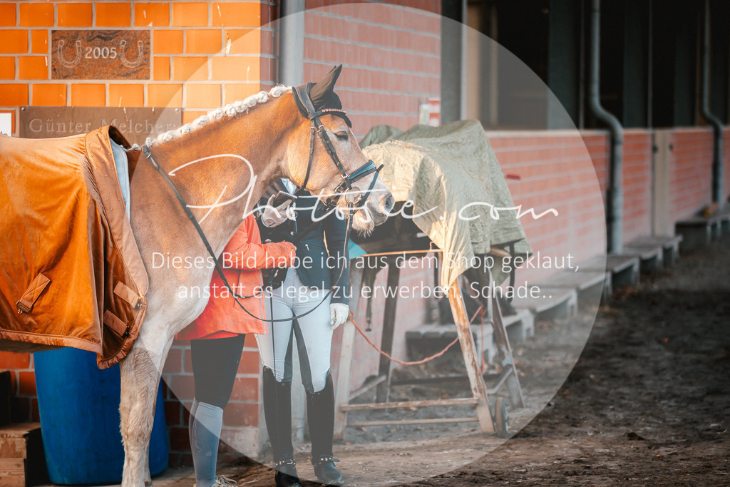 3I6A1276 | Stimmungsvolle Portraits und Reitsportfotografie im Ruhrgebiet und im Münsterland.

Pferdefotografie, Hundefotografie, Tierfotografie, Reportagen, Portraits von Tier und Mensch, Turnierfotografie in Bochum, Recklinghausen, Marl, Haltern am See, Dülmen.. - Realisiert mit Pictrs.com