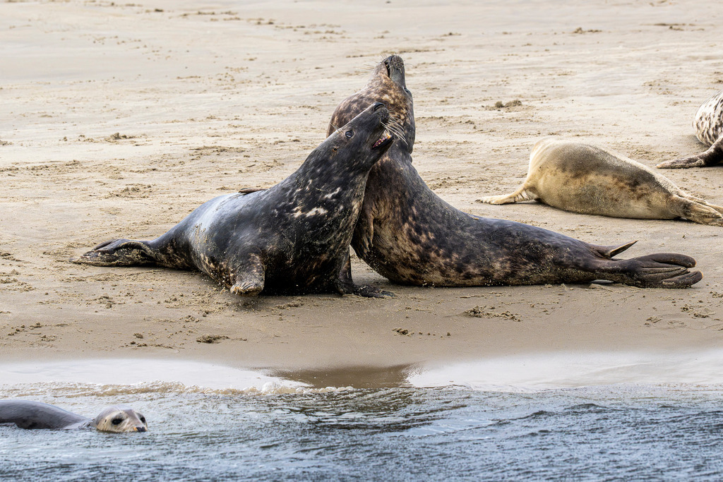 Interaktion unter Kegelrobben auf Texel: Revierszene am Strand im Wattenmeer | Zwei ausgewachsene Kegelrobben interagieren dynamisch mit geöffnetem Maul auf einer Sandbank vor der Insel Texel, während weitere Artgenossen im Sand ruhen oder im flachen Küstenwasser schwimmen. Die nahaufnahmeartige Momentaufnahme dokumentiert das natürliche Sozial- und Rangkampfverhalten der Meeressäuger im Nationalpark Wattenmeer. Perfekt geeignet für redaktionelle Berichte über Wildtierverhalten, Artenschutz, Fauna der Nordsee sowie Naturdokumentationen und Umweltjournalismus in den Niederlanden. - Realisiert mit Pictrs.com