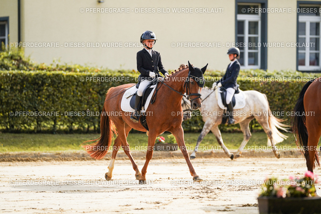 DSC05517 | Pferdegrafie