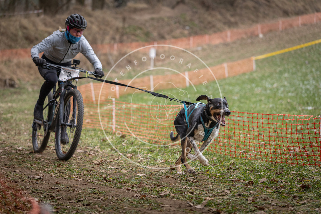 Pfotenfotografie_DV3A6225 | Hundefotografie, Tierfotograf, Pfotenfotografie, Fotoshooting Hund, Hunde Portrait, Hundesport, Hundeportraits, Heideshooting, Hunde, Sportfotograf, Hundefotograf, Turnierhundsport, THS,  - Realisiert mit Pictrs.com