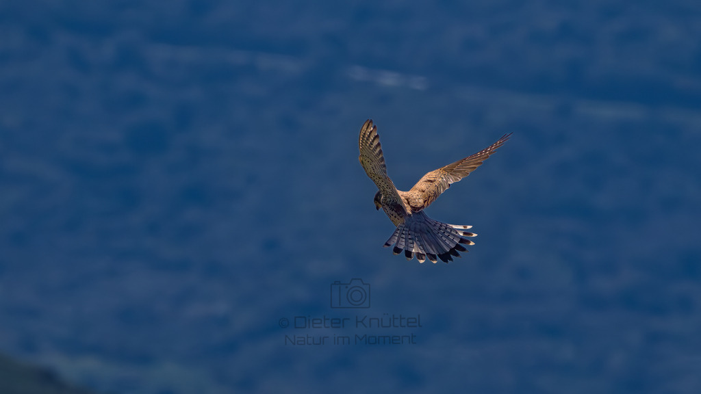 P1612752-Verbessert-RR-Bearbeitet-2023-LR | Natur im Moment - Realisiert mit Pictrs.com