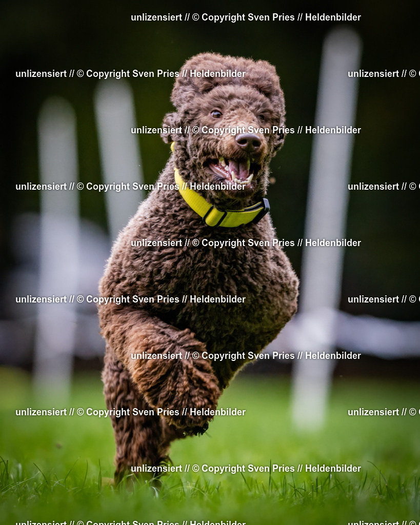 Sven Pries | 2024-10-19 - Hunderennen Ober-Grombach - Realisiert mit Pictrs.com