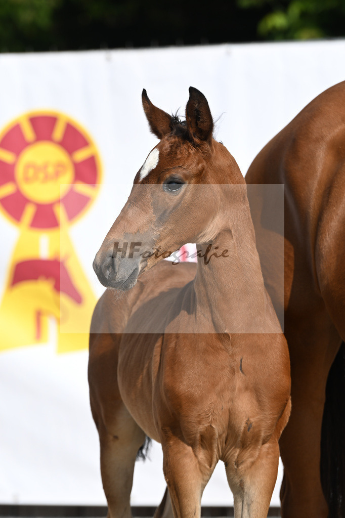 Fuerst Zonik x Vitalis_SF_Haering_12250003 | hf-fotografie - Realizzato con Pictrs.com