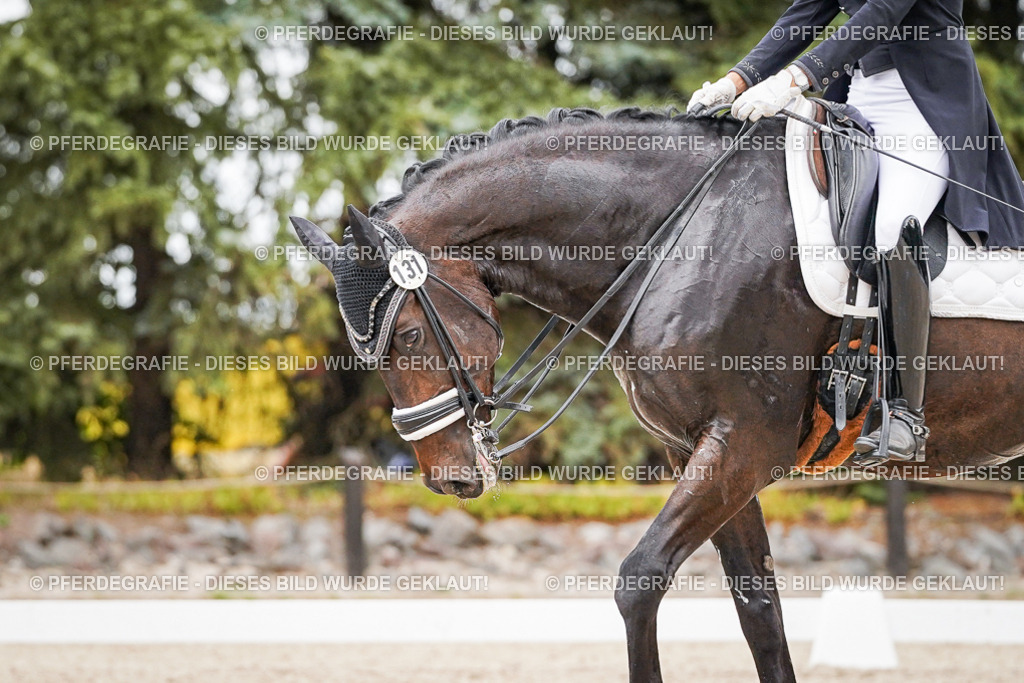 DSC06770 | Pferdegrafie