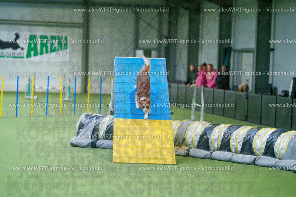 @allesWIRTHgut_Tierfotografie - www.allesWIRTHgut.de - 2604250810-7R505577 | Professionelle Tierfotografie in Mönchengladbach von Daniel Wirth (allesWIRTHgut). Liebevolle & natürliche Bilder von Hunden & Katzen für unvergessliche Erinnerungen.