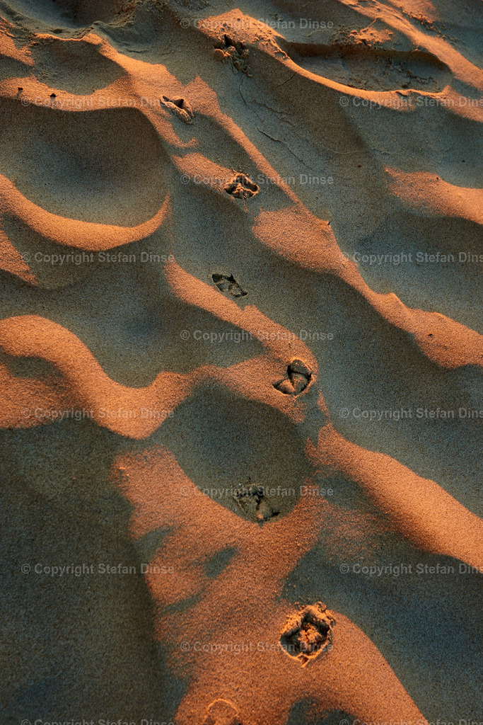bird track imprint in sand of beach in the evening | bird track imprint in sand of beach in the evening - Realisiert mit Pictrs.com