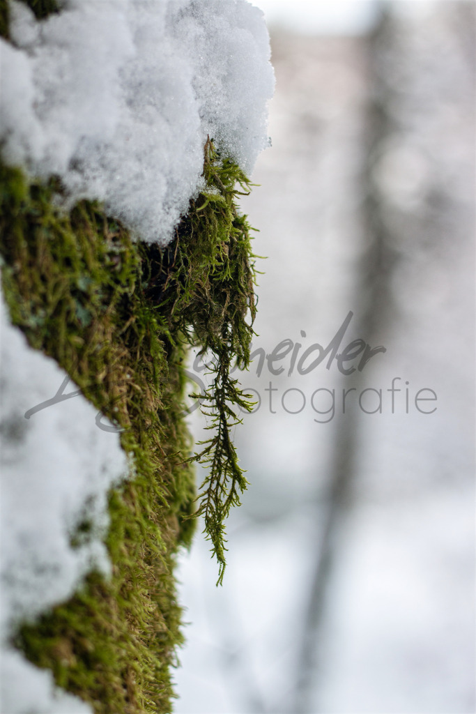 Winter 5 | Schneebedecktes Moos - Realisiert mit Pictrs.com