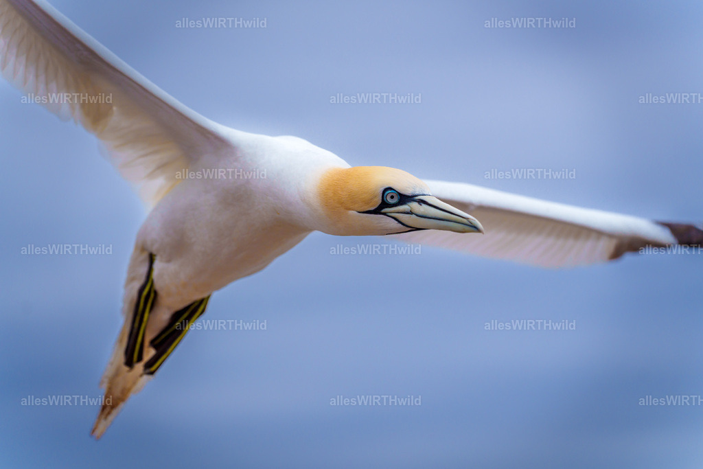 Daniel Wirth - www.allesWIRTHwild.de - 7IV04108 | Entdecke die faszinierende Welt der Natur- und Wildlife-Fotografie von Daniel und Bärbel. Inspirierende Bilder von wilden Tieren und kleinen Naturwundern.