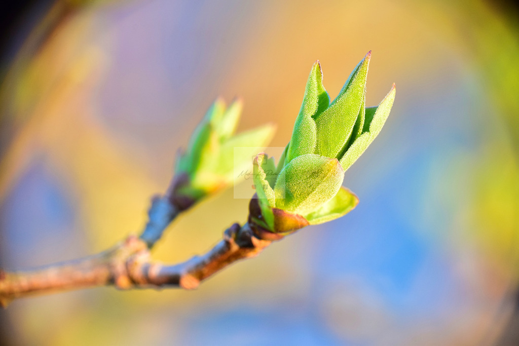 Makro - floral (4) | Buche Fotoshootings und entdecke hochwertige Fotoprodukte bei Mathias Ku Photos. Personalisiert, kreativ & mit Liebe zum Detail. Jetzt informieren! - Realisiert mit Pictrs.com