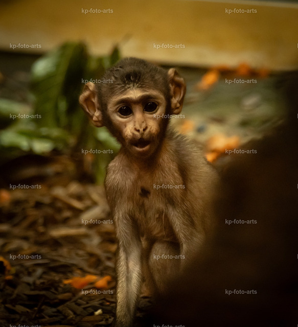 Äffchen | kp-photogasse.de - Realisiert mit Pictrs.com