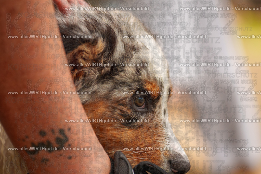 Hundeschwimmen_Grefrath_2026-allesWIRTHgut_Tierfotografie-13_36-7R508473 | Professionelle Tierfotografie in Mönchengladbach von Daniel Wirth (allesWIRTHgut). Liebevolle & natürliche Bilder von Hunden & Katzen für unvergessliche Erinnerungen.