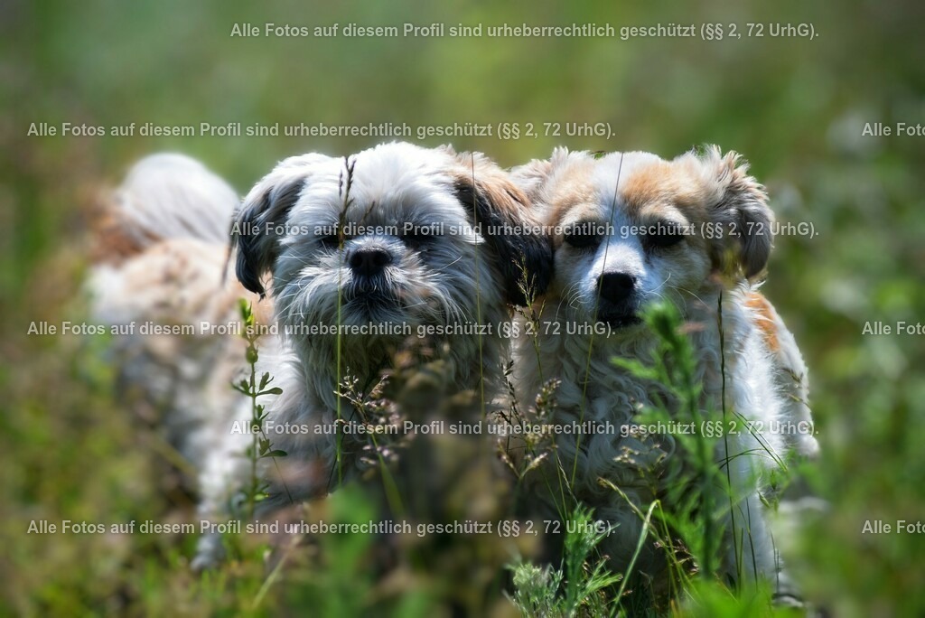 DSC_0237-01_2 | krollfotografie - Realisiert mit Pictrs.com