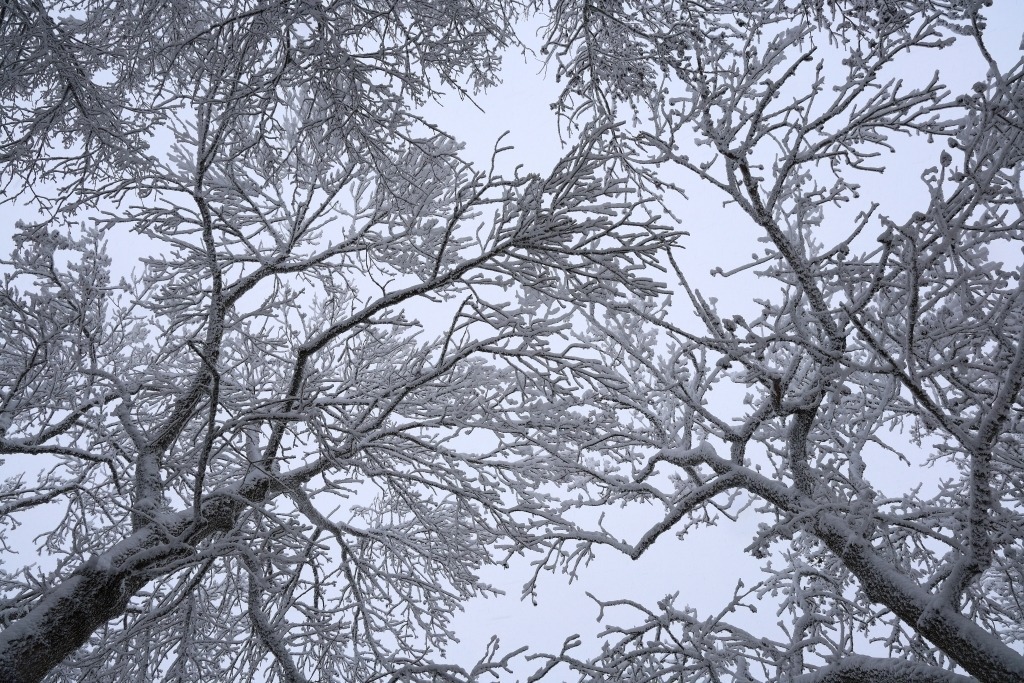 Baumkronen im Winter | Baumkronen im Winter - Realisiert mit Pictrs.com